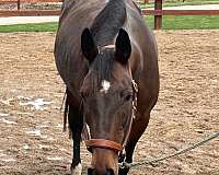 standardbred