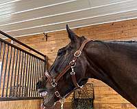 standardbred-horse-for-sale