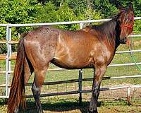 aqha-buckskin-quarter-horse