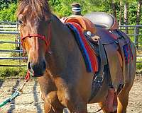 aqha-buckskin-filly-quarter-horse