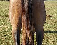 buckskin-filly-quarter-horse