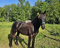 friesian-horse-for-sale