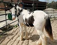 flashy-show-colt-yearling