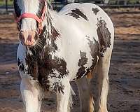 gvhs-gypsy-vanner-colt-yearling