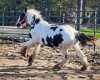 gypsy-vanner-colt-yearling