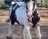 black-white-tobiano-horse