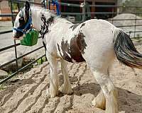 tobiano-black-white-horse