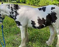 tobiano-gypsy-vanner-colt