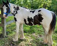 black-white-tobiano