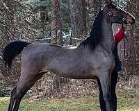 started-under-saddle-harlequin-morgan-horse