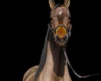 trail-harlequin-morgan-horse