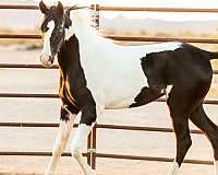 arabains-pinto-horse