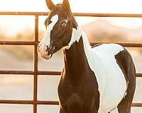 foals-pinto-horse