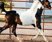 2023-foals-pinto-horse