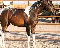 pintabian-pinto-horse