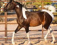 2023-foals-pinto-horse