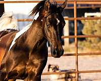 arabains-pinto-horse