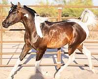 half-arabians-pinto-horse