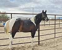 ipar-pinto-horse