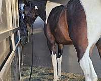 hahr-pinto-horse