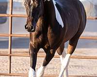 2023-foals-pinto-horse