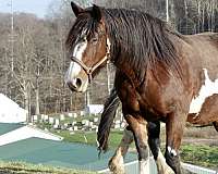 bay-overo-friesian-horse