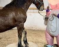 paint-friesian-horse