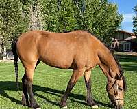 buckskin-dapple-horse