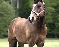 dappled-missouri-fox-trotter-horse