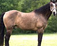 experienced-missouri-fox-trotter-horse