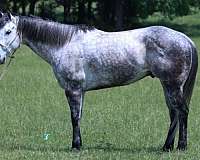 flashy-quarter-horse