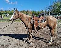 blaze-hind-sock-belly-spots