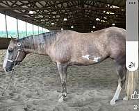 silver-mane-paint-horse