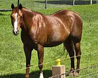 schoolmaste-quarter-horse