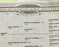 all-around-quarter-horse