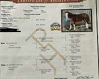 apha-quarter-horse