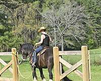 gelding-gypsy-vanner-horse