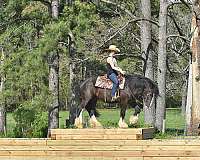 all-around-gypsy-vanner-horse