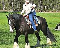 gentle-gypsy-vanner-horse