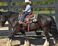 beginner-safe-gypsy-vanner-horse