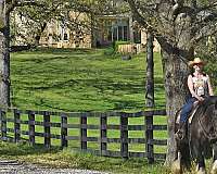 beginner-gypsy-vanner-horse