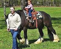 dressage-gypsy-vanner-horse