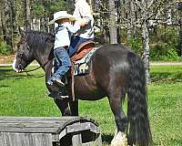 flashy-gypsy-vanner-horse