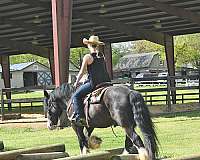 bombproof-gypsy-vanner-horse