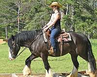 family-gypsy-vanner-horse