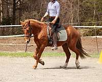 ridden-english-andalusian-horse