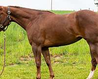 ohio-quarter-horse