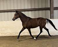 and-willing-arabian-horse