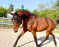 backed-arabian-horse
