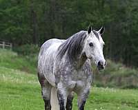 ranch-quarter-horse